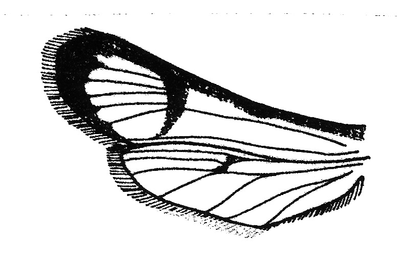 Wings of a clearwing moth (Sesiidae).